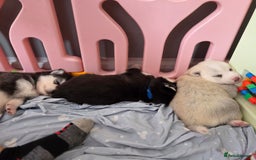 Pomsky dogs for sale: Perfect medium size Pomsky - Image 15