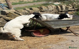 Goats livestock for sale: Pygmy and Pygmy cross bore babies - Image 8