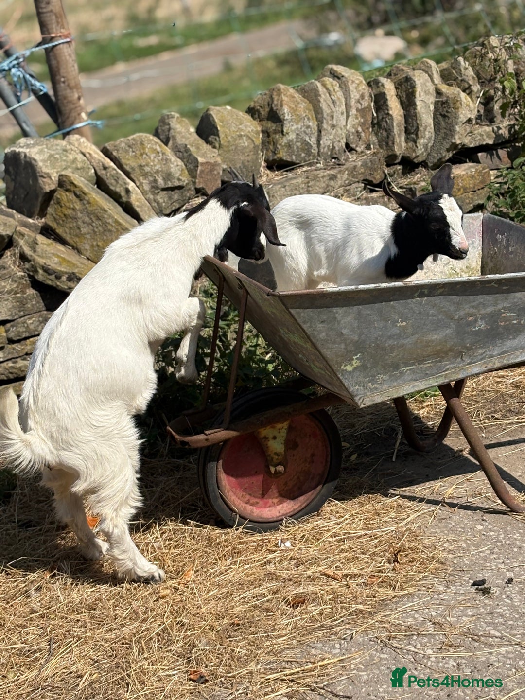 Goats livestock for sale: Pygmy and Pygmy cross bore babies - Image 8