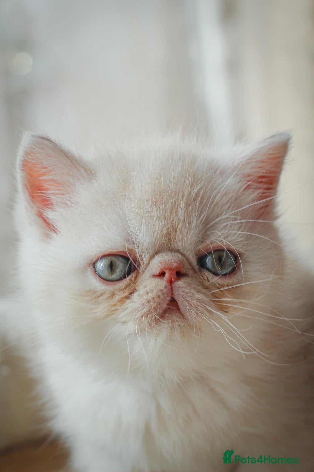 Exotic cats Gorgeous boy - Advert 1