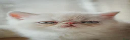 Exotic cats for sale: Gorgeous boy - Advert 1