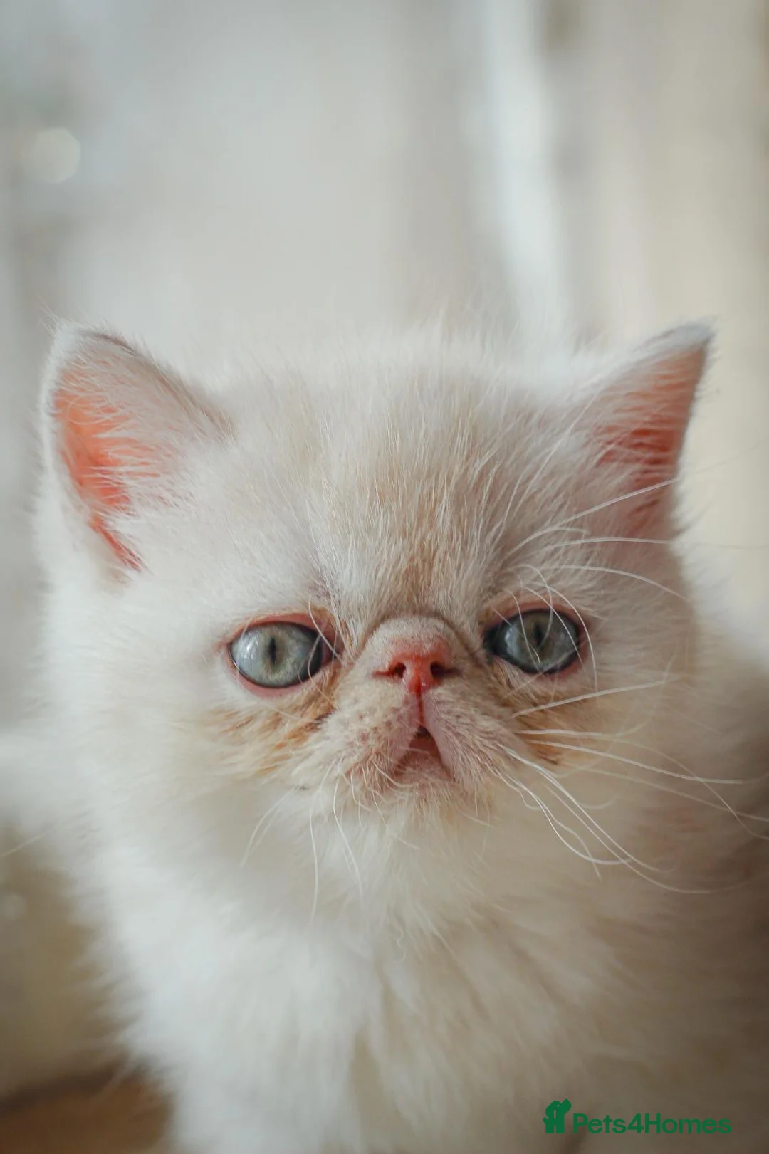 Exotic cats for sale: Gorgeous boy - Advert 1
