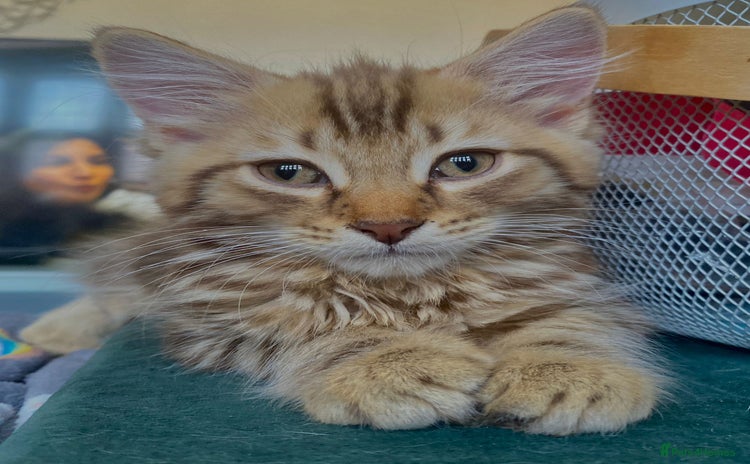 Maine Coon cats - Advert 13