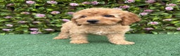 Cavapoo dogs for sale: Red/Brown Cavapoo - Advert 4