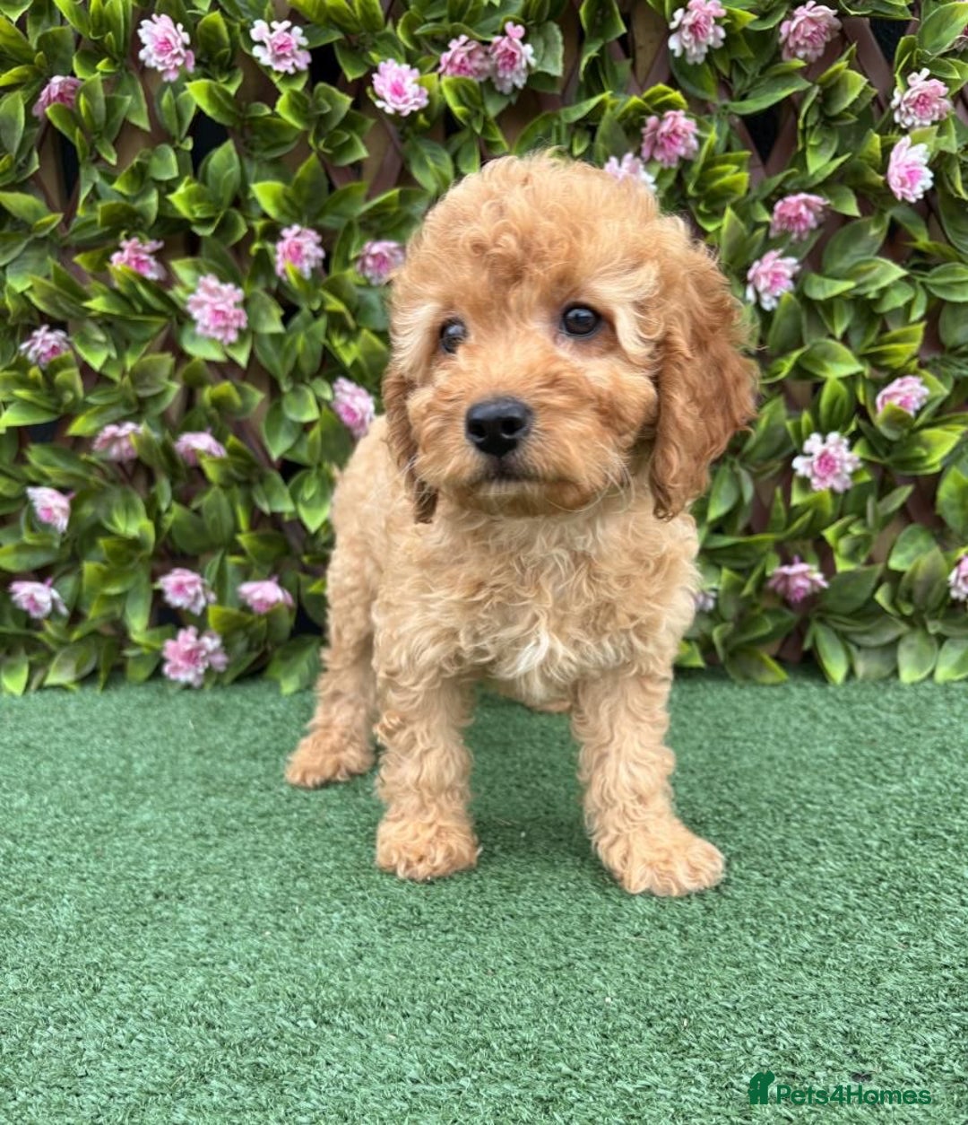Cavapoo dogs for sale: Red/Brown Cavapoo - Advert 4