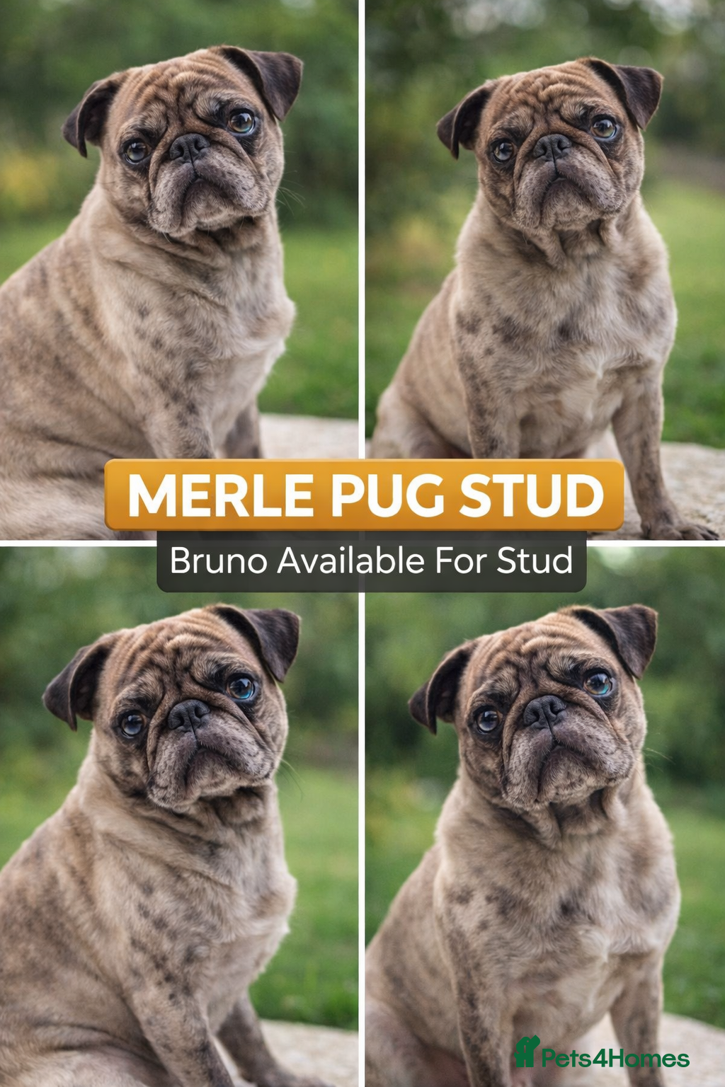 Pug dogs Merle Stud  - Advert 8
