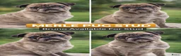 Pug dogs for stud: Merle Stud  - Advert 1