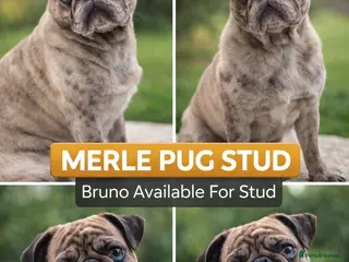 Pug dogs Merle Stud - Advert 8