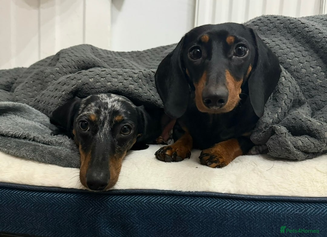 Miniature Dachshund dogs for sale: Miniature black and grey dapple dachshund boy  in Manchester - Image 7