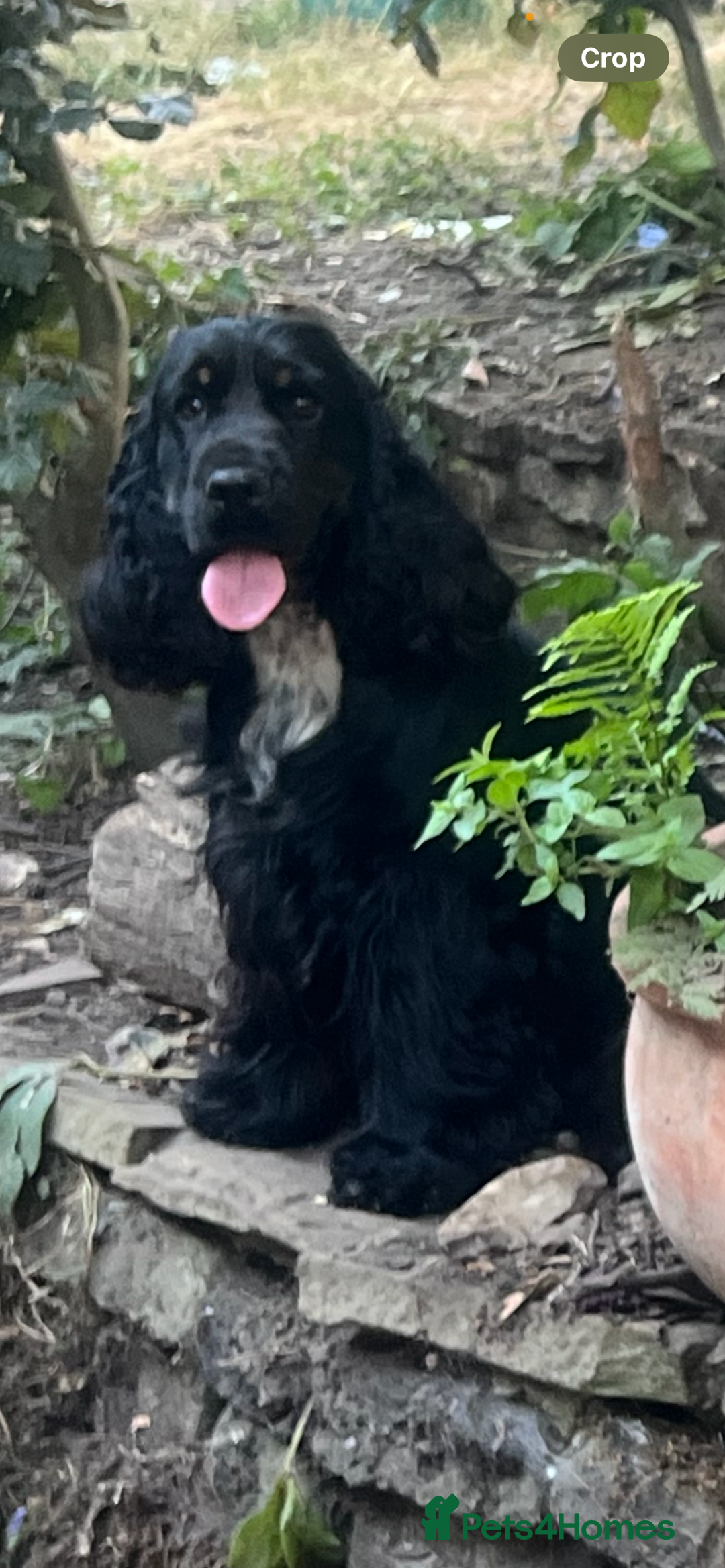 Cocker Spaniel dogs for sale: Beautiful Child friendly,calm show cocker spaniel  - Image 2