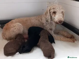 Bedlington Terrier dogs for sale: KC reg, CT clear Bedlington terrier puppies - Advert 2