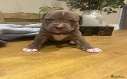 Mixed Breed dogs for sale: 9 Gorgeous pups looking for their forever home - Image 33