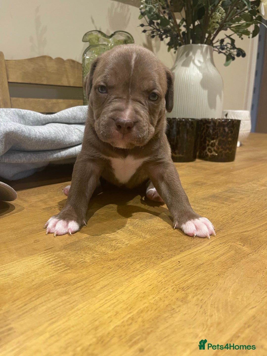 Mixed Breed dogs for sale: 9 Gorgeous pups looking for their forever home - Image 33