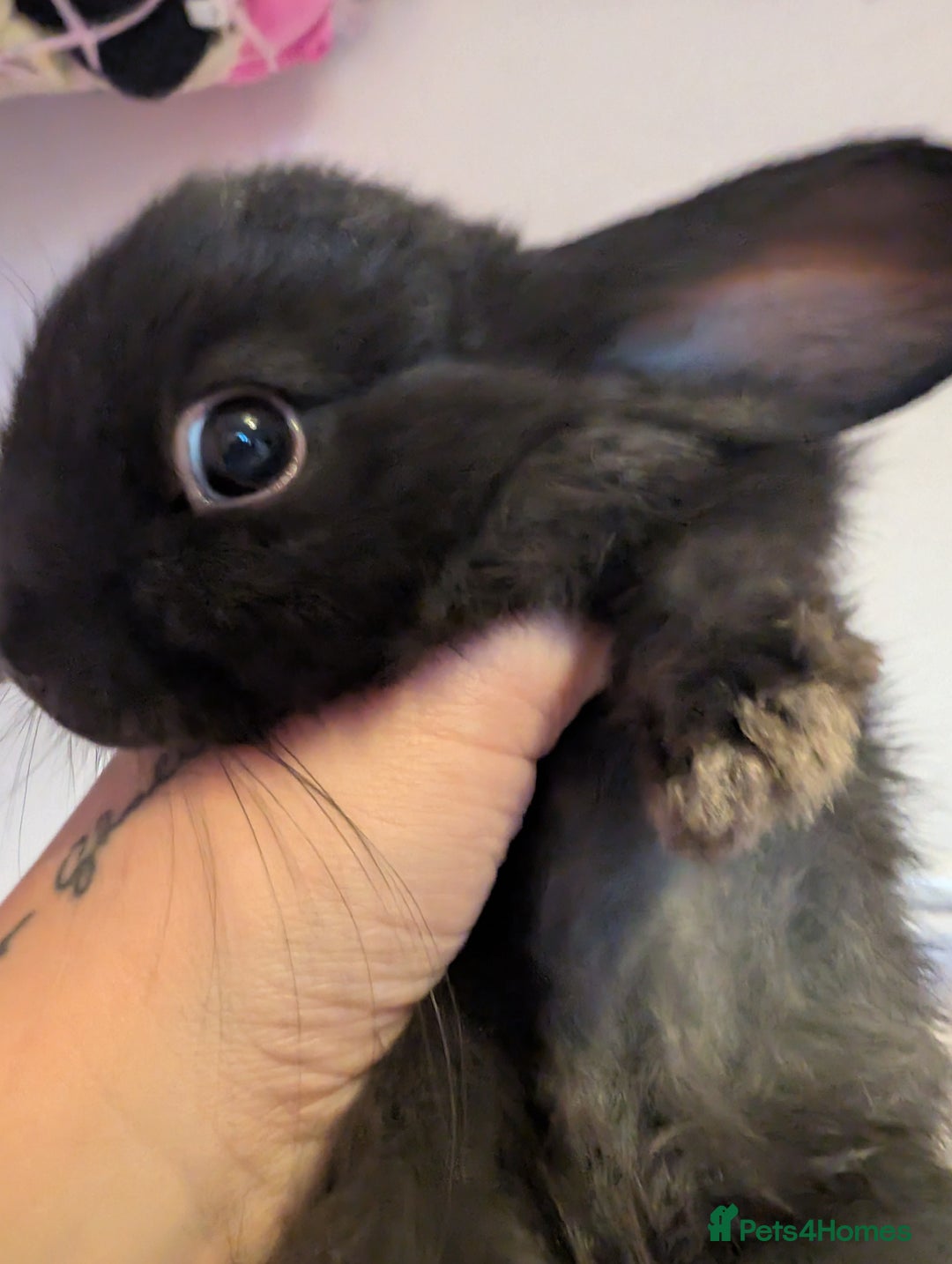 Rex rabbits for sale: Baby rabbits 1 boy and 1 girl left  - Image 2