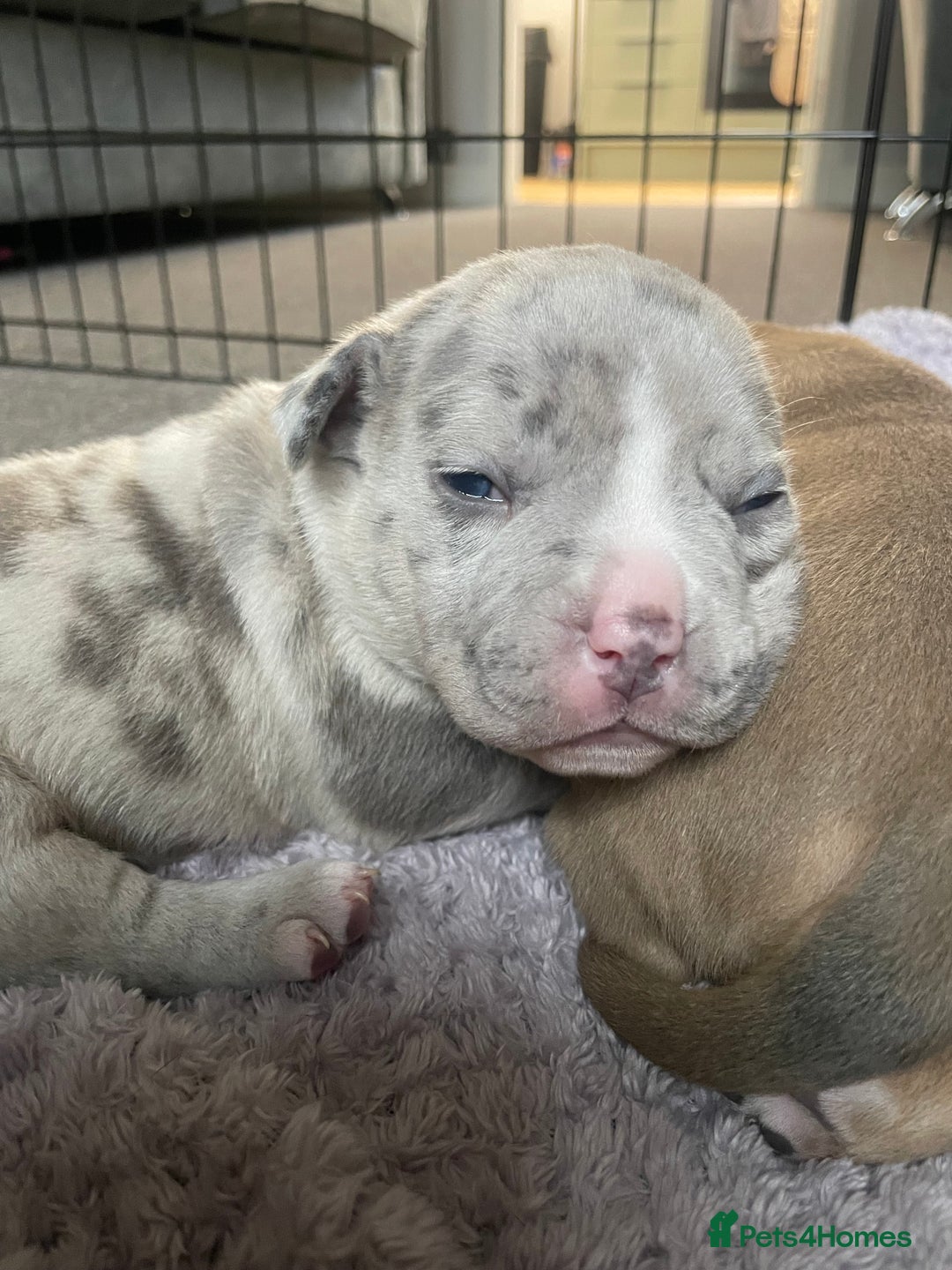American Bully dogs for sale: ABKC registered Pocket bully/American bully   - Advert 4