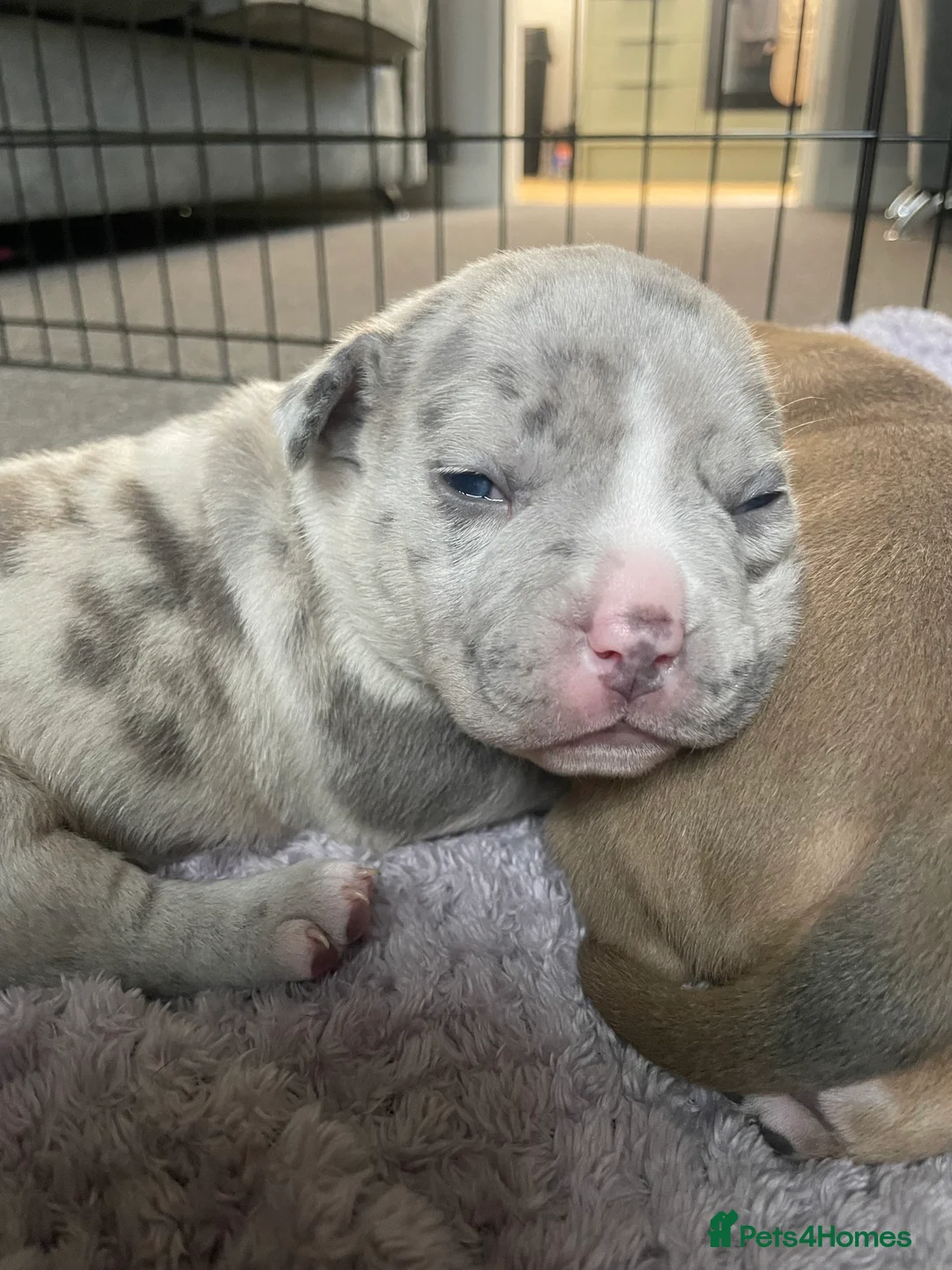 American Bully dogs for sale: ABKC registered Pocket bully/American bully   - Advert 6