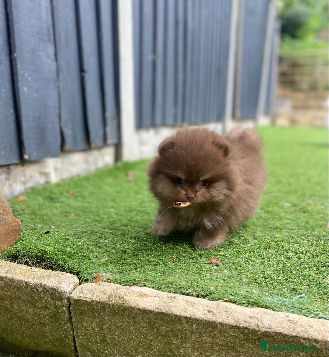 Pomeranian dogs for stud: 🏆 LOTS of champion lines, tiny teddy bear 🧸 in Leeds - Advert 24
