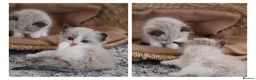 Ragdoll cats for sale: Tica Registered 💎 Ragdoll Kittens - Advert 10