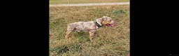 American Bully dogs for stud: American Standard Bully For Stud in Warrington - Advert 5