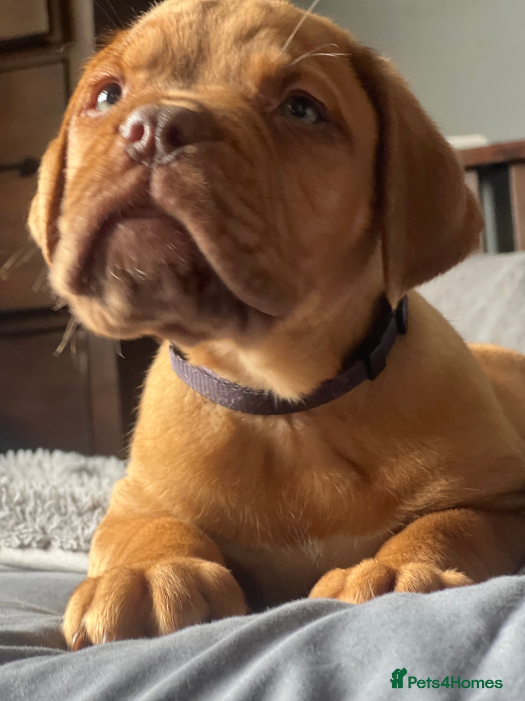 Dogue De Bordeaux dogs for sale: Kc registered Dogue de bordeaux puppies  - Image 6