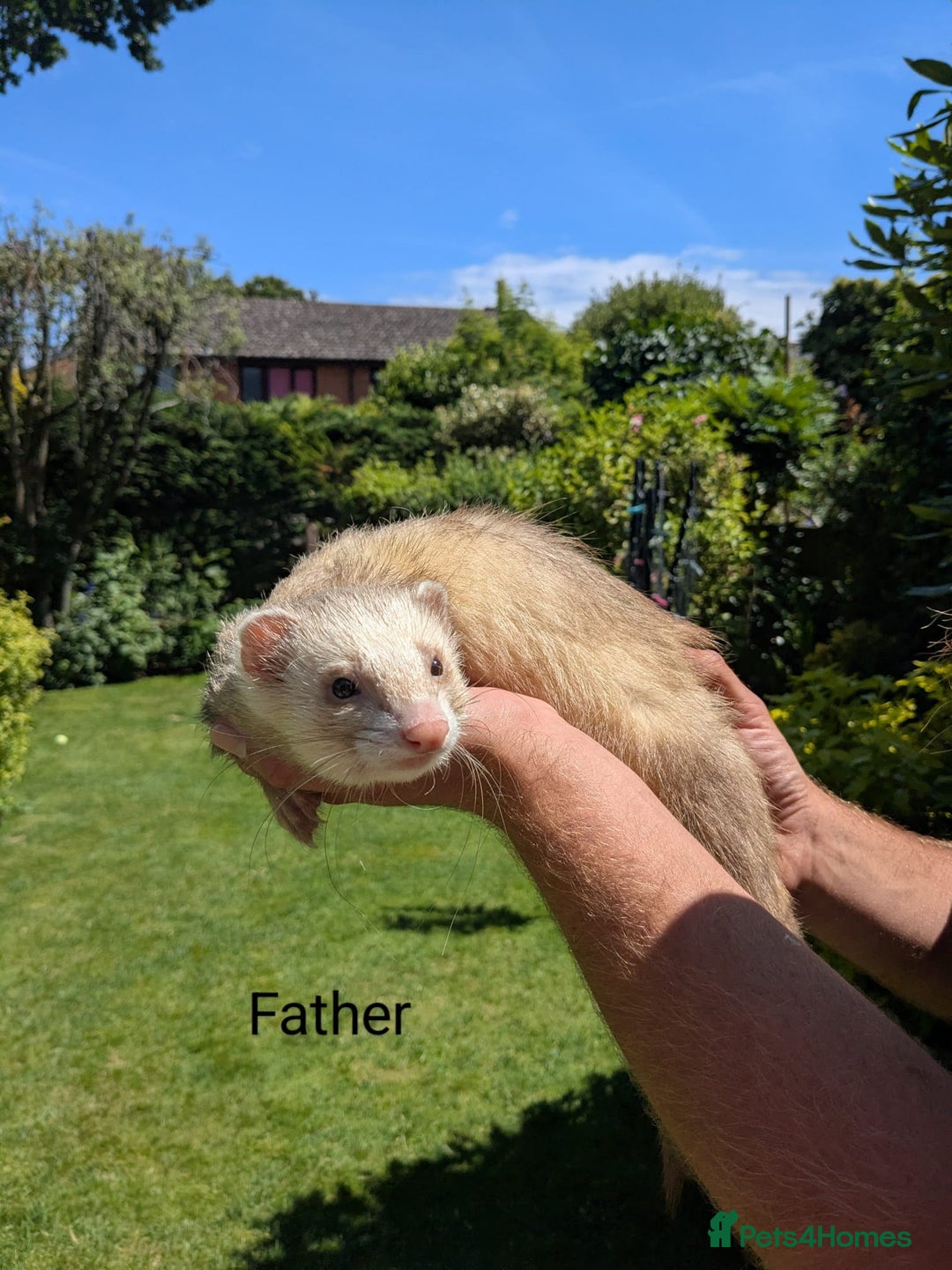 Ferret rodents for sale: Ferret Albino/sable - Image 9