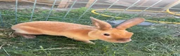 Rex rabbits for sale: Red mixed bunnies  - Advert 5