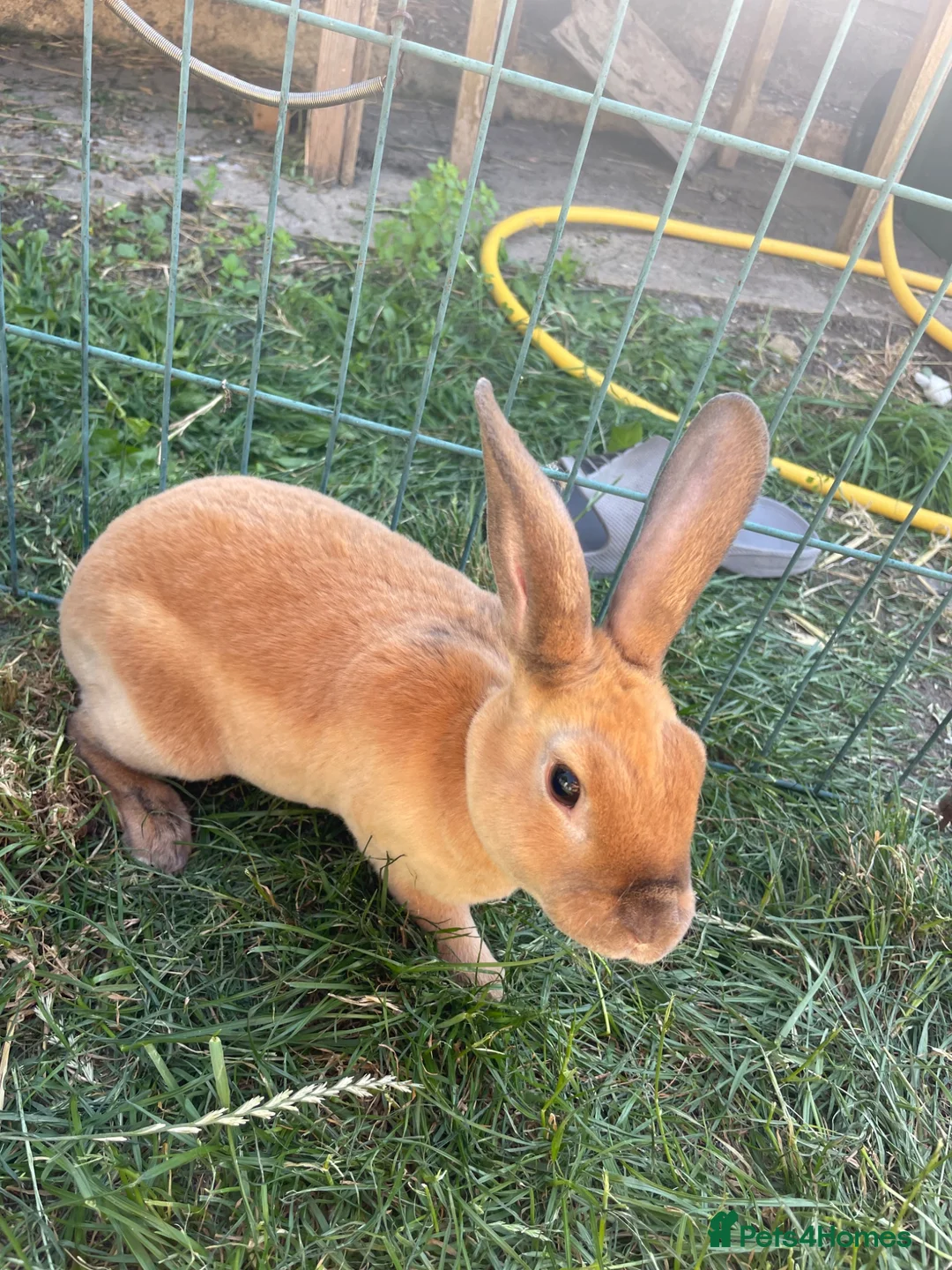 Rex rabbits for sale: Rex mixed bunnies  - Advert 2