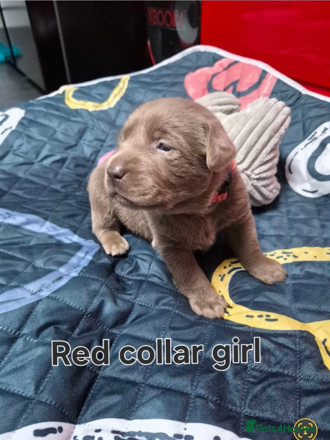 Labrador Retriever dogs for sale: 💎 Stunning Litter of 8 Silver Labradors 💎 - Advert 19