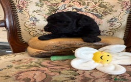 Shihpoo dogs for sale: ✨ Beautiful Shihpoo Puppies ✨  - Image 7