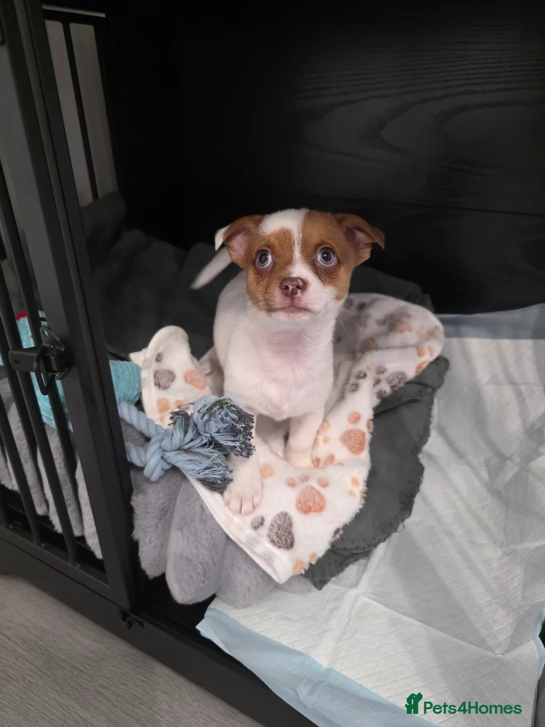 Jack Chi dogs for sale: Sweet Jackchi Puppy Needs New Loving Home - Advert 2