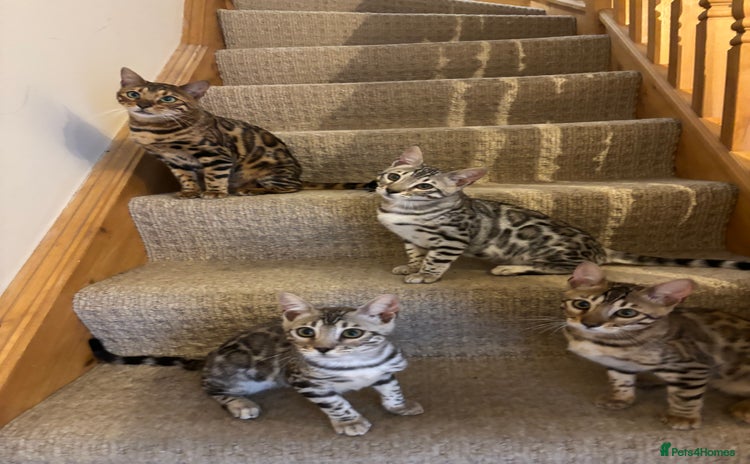 Bengal cats in Huntly - Advert 5