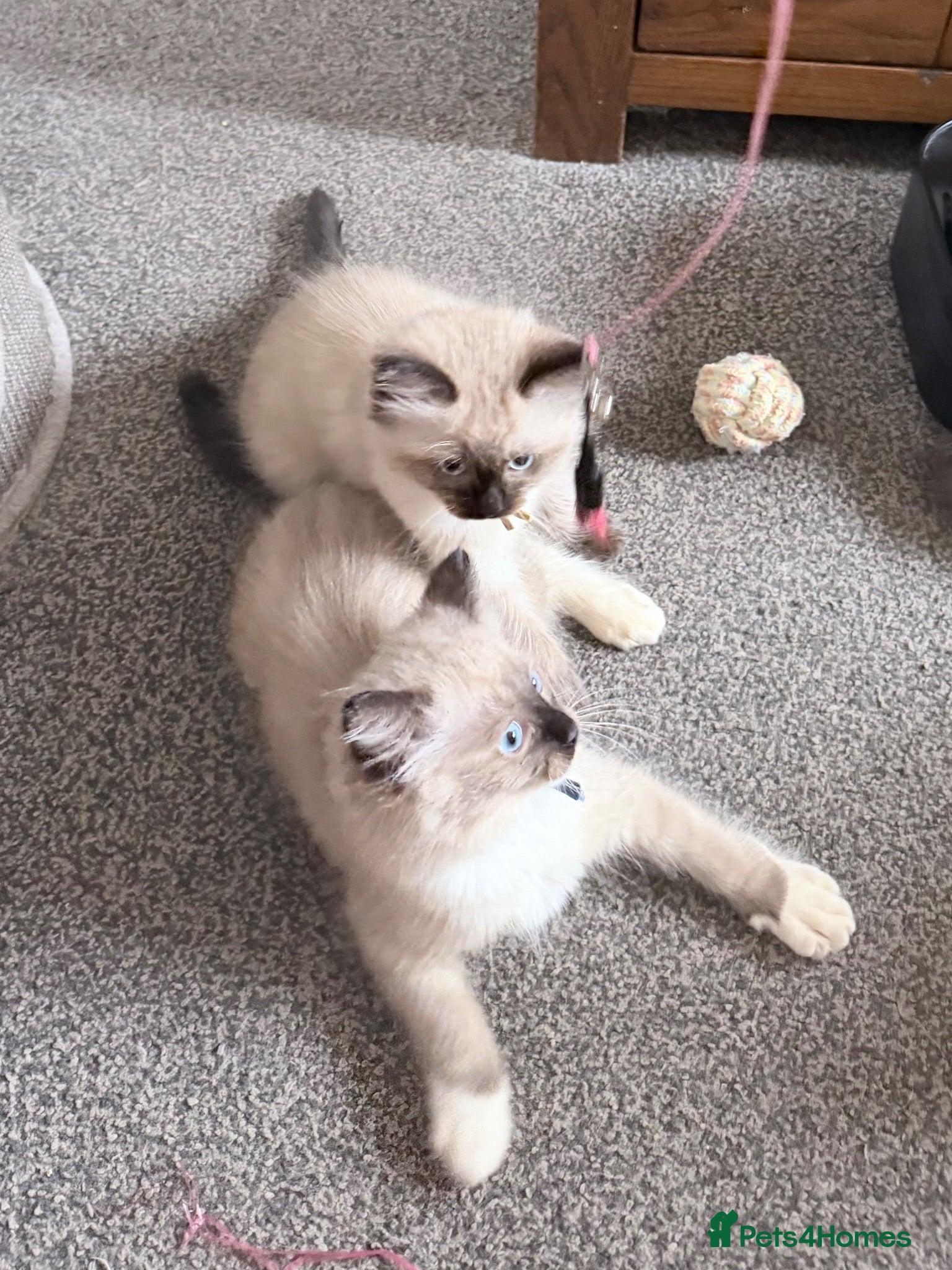 Ragdoll cats 3 full Ragdoll boys  - Advert 1