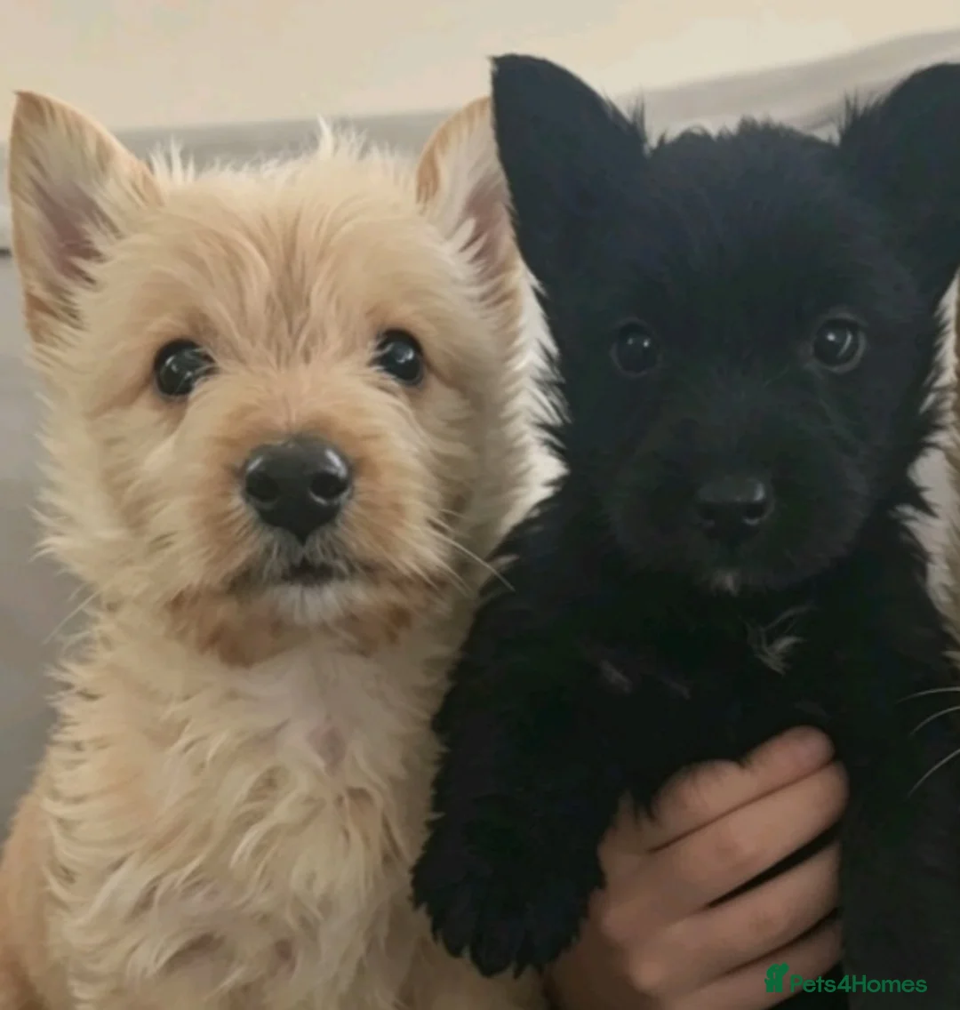 Scottish Terrier dogs for sale: Scottish terrier puppies - Advert 2