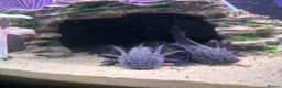 Axolotl reptiles for sale: Axanthic axolotl - Advert 8