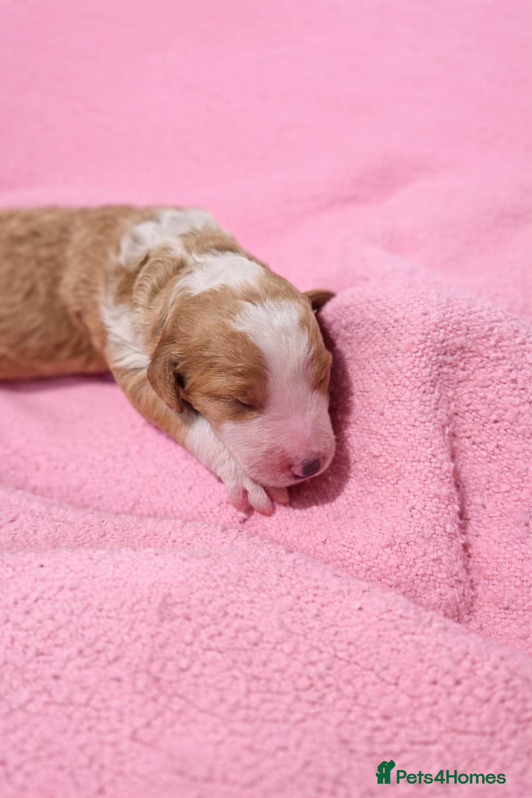 Standard Poodle dogs for sale: Exceptional Standard Poodle Puppies - Advert 15