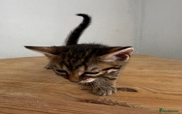 Bengal cats for sale: Mixed Bengal x Tabby - Image 18