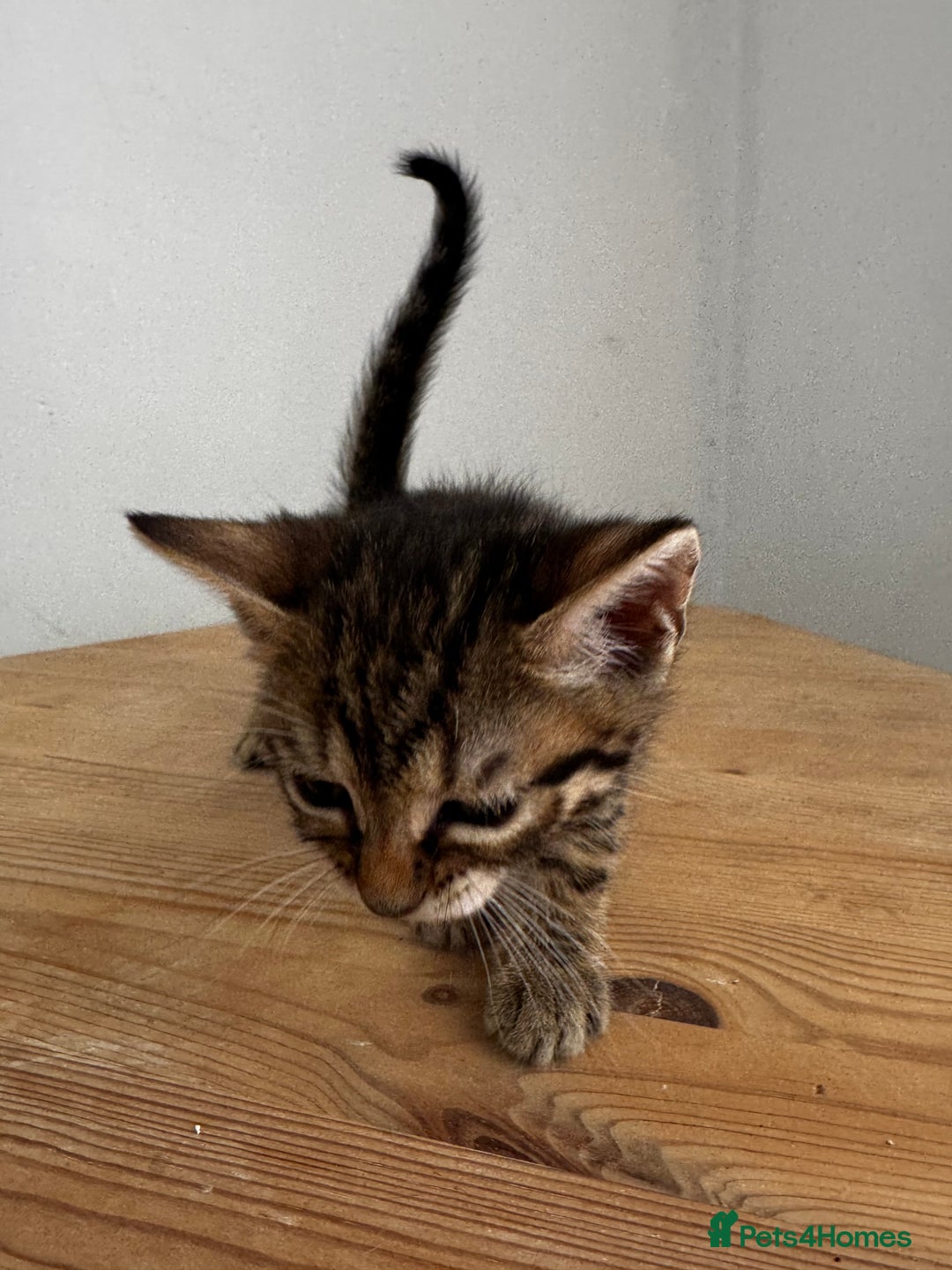 Bengal cats for sale: Mixed Bengal x Tabby - Image 18