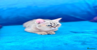 Scottish Fold cats - Advert 10