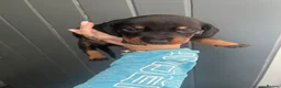 Dachshund dogs for sale: Dachshund puppies  - Advert 6
