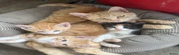 Mixed Breed cats for sale: Two boy ginger kittens  - Advert 10