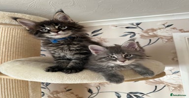 Maine Coon cats - Advert 5