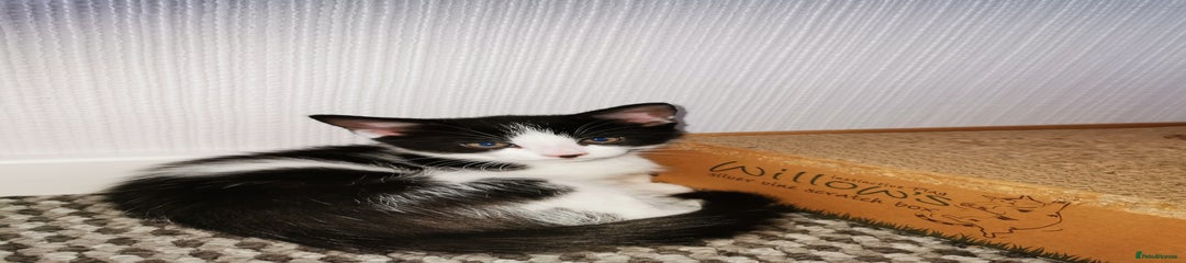 Mixed Breed Kitten 1