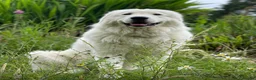 Maremma Sheepdog dogs for sale: Beautiful 3 year old Maremma Sheepdog in Petworth - Advert 1