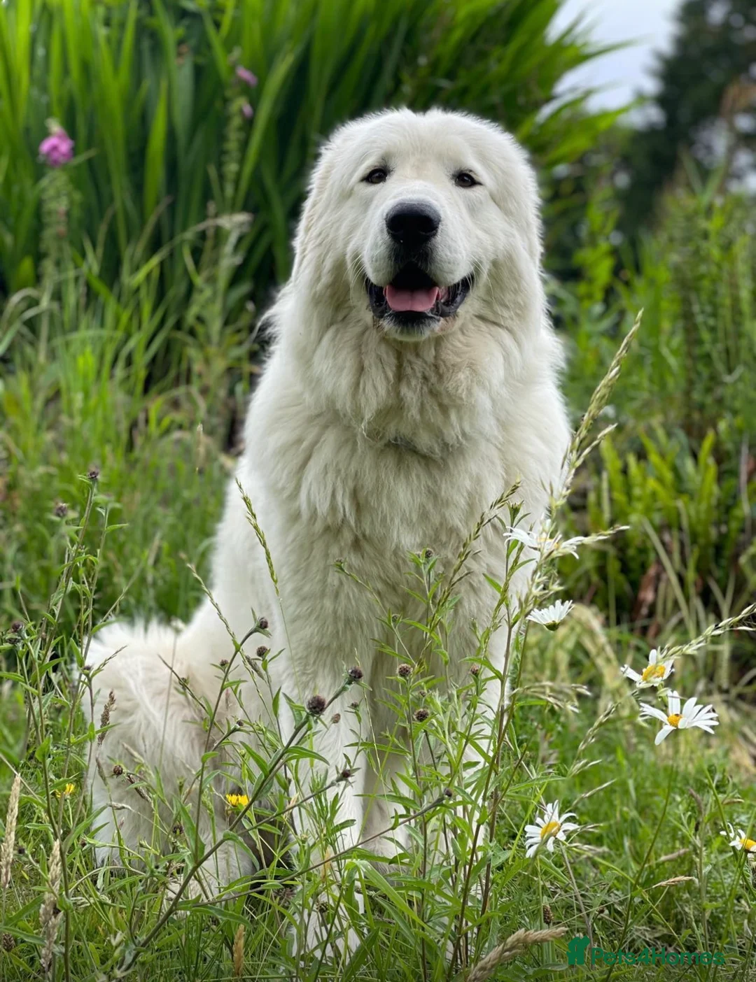 Maremma Sheepdog dogs for sale: Beautiful 3 year old Maremma Sheepdog in Petworth - Advert 1