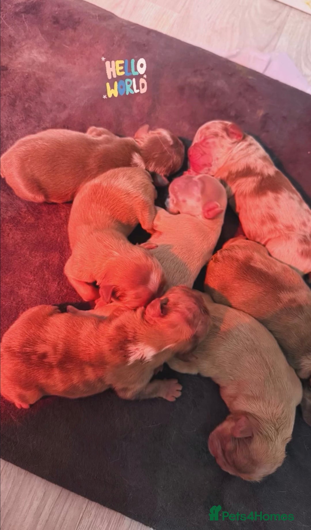 French Bulldog dogs for stud: RFG 0 & FBCE - Koda Bear - Full Fluffy Rojo & Tan - Advert 8