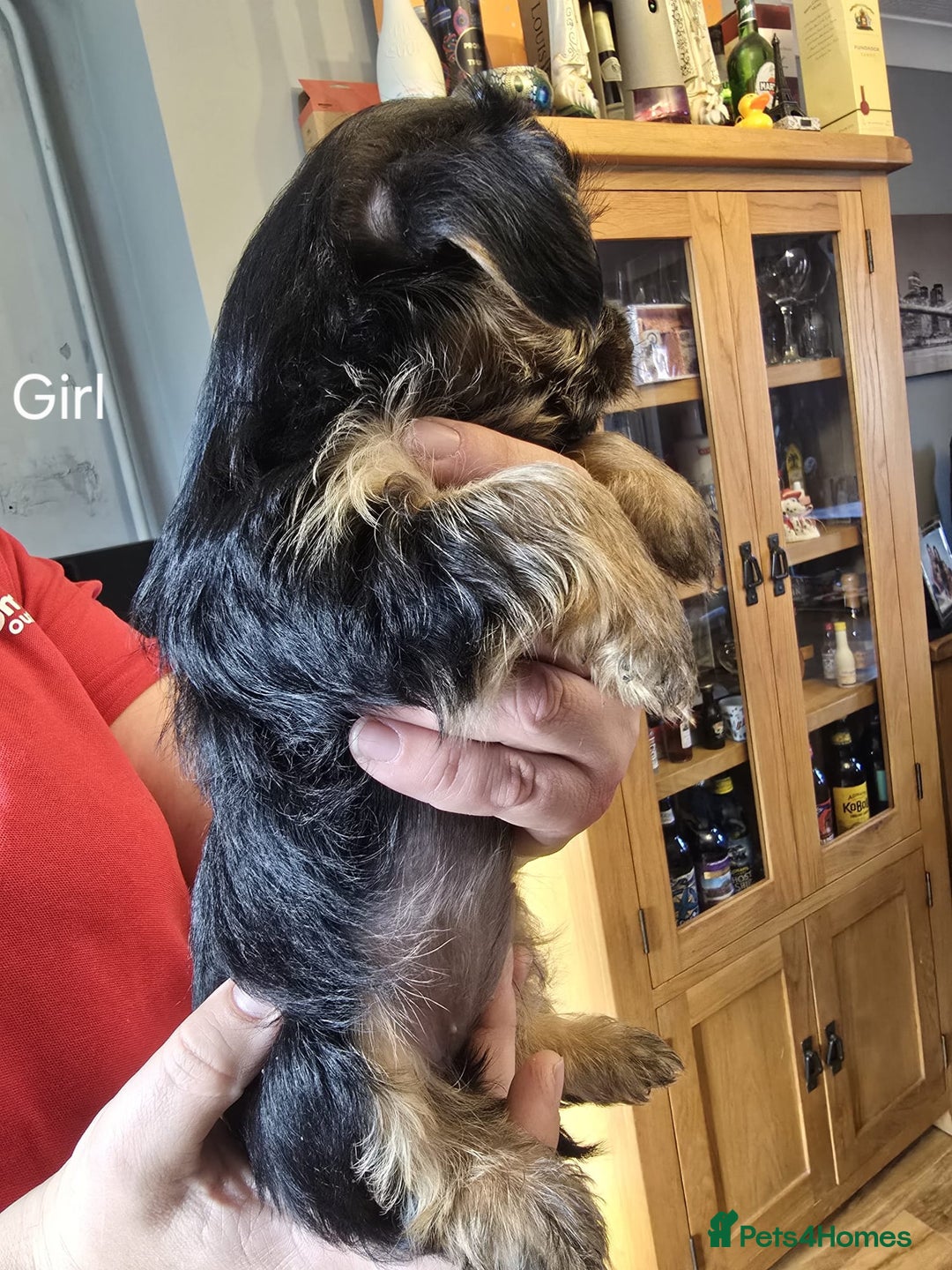 Yorkshire Terrier dogs for sale: Yorkshire terrier My Dog Luna have 4 puppies  - Image 5
