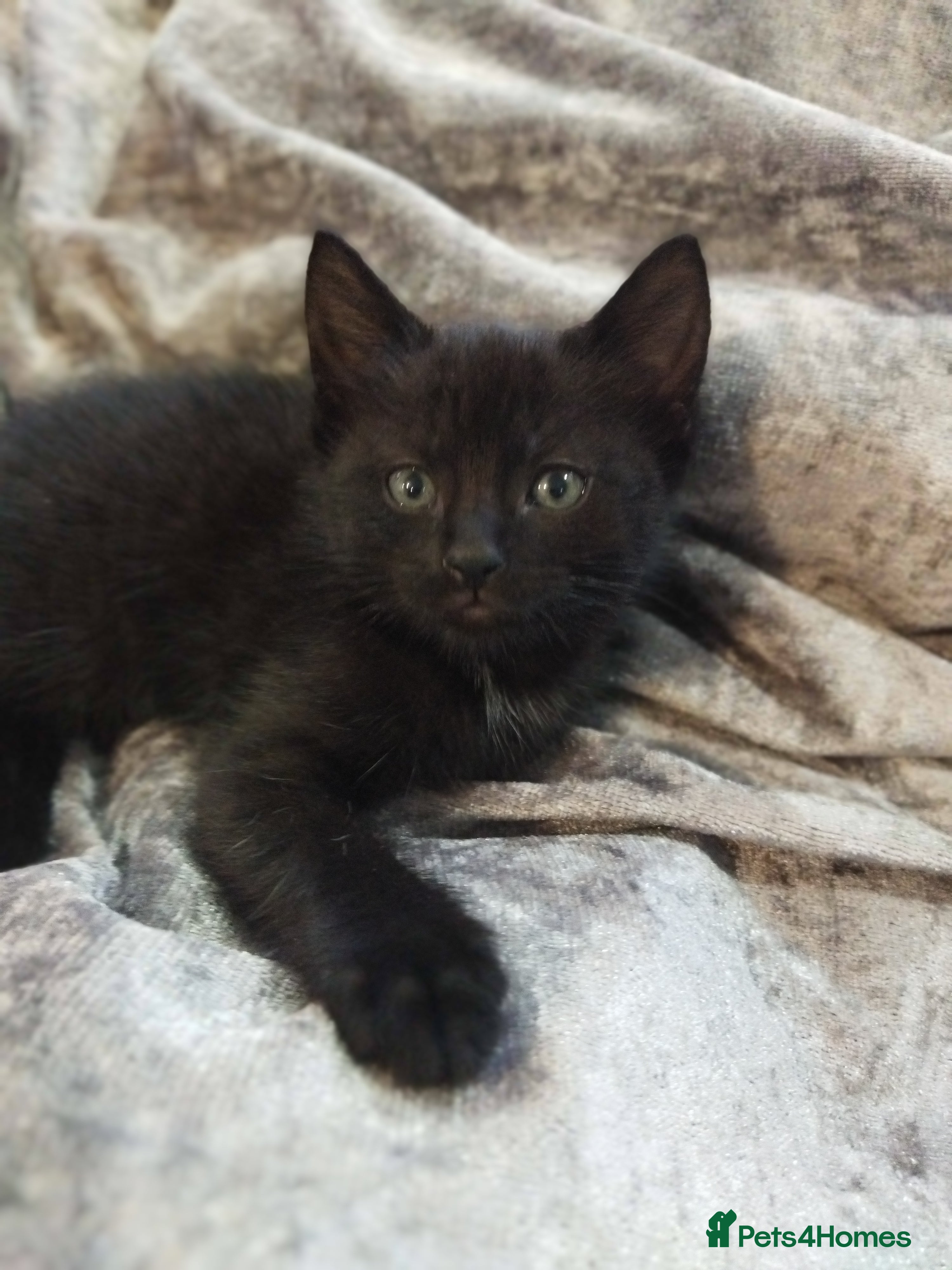 Bengal cats Beautiful kitten ready for new home 🐾🐈 - Advert 2