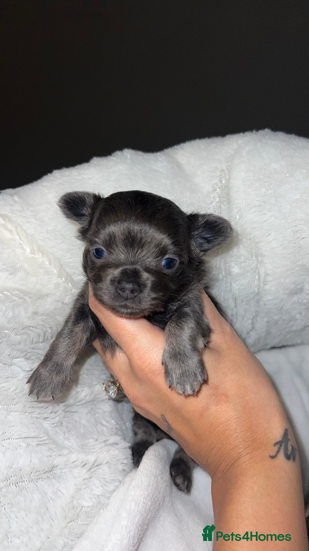 Chihuahua dogs for sale: Stunning Chihuahua Puppies ⭐️ - Advert 11