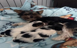 Biewer Terrier dogs for sale: 🌟🐾  Biewer Yorkie Puppies Available! 🐾 - Image 2