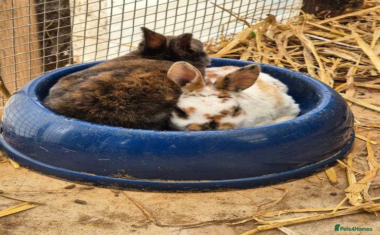 Rex rabbits in Launceston - Advert 15
